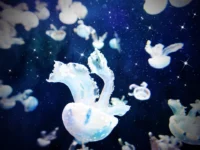 個性はバラバラ理想は一つ アイドルプロダクションOTONA CHILD.の魅力——NANIMONO、AZATOY、hakanai 三者三様のグループを紹介